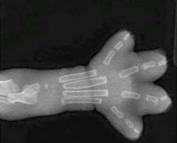 Even the cat's paw x-ray is cute af